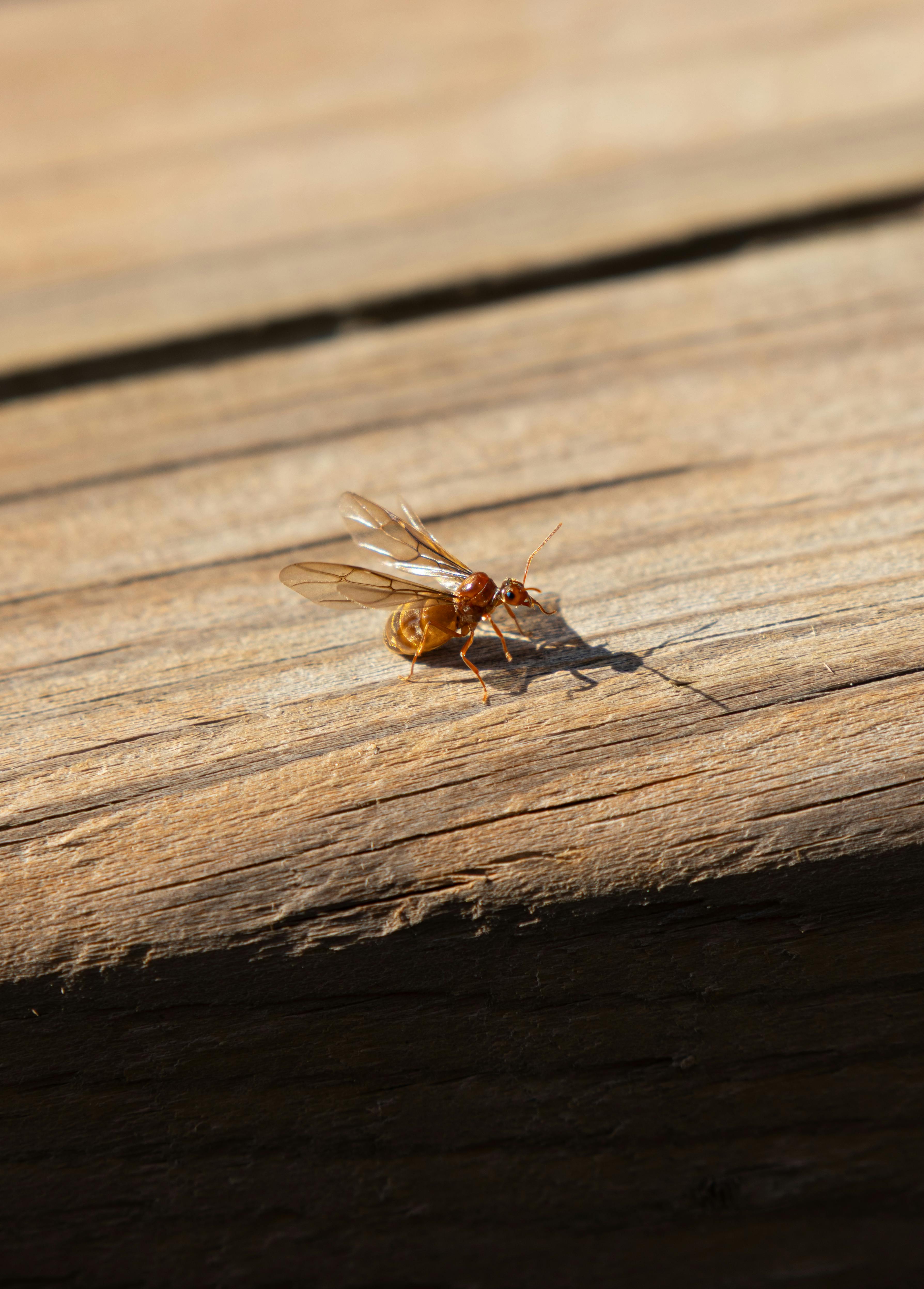 Close-up of a solitary ant on a sunlit wooden surface, casting a shadow.