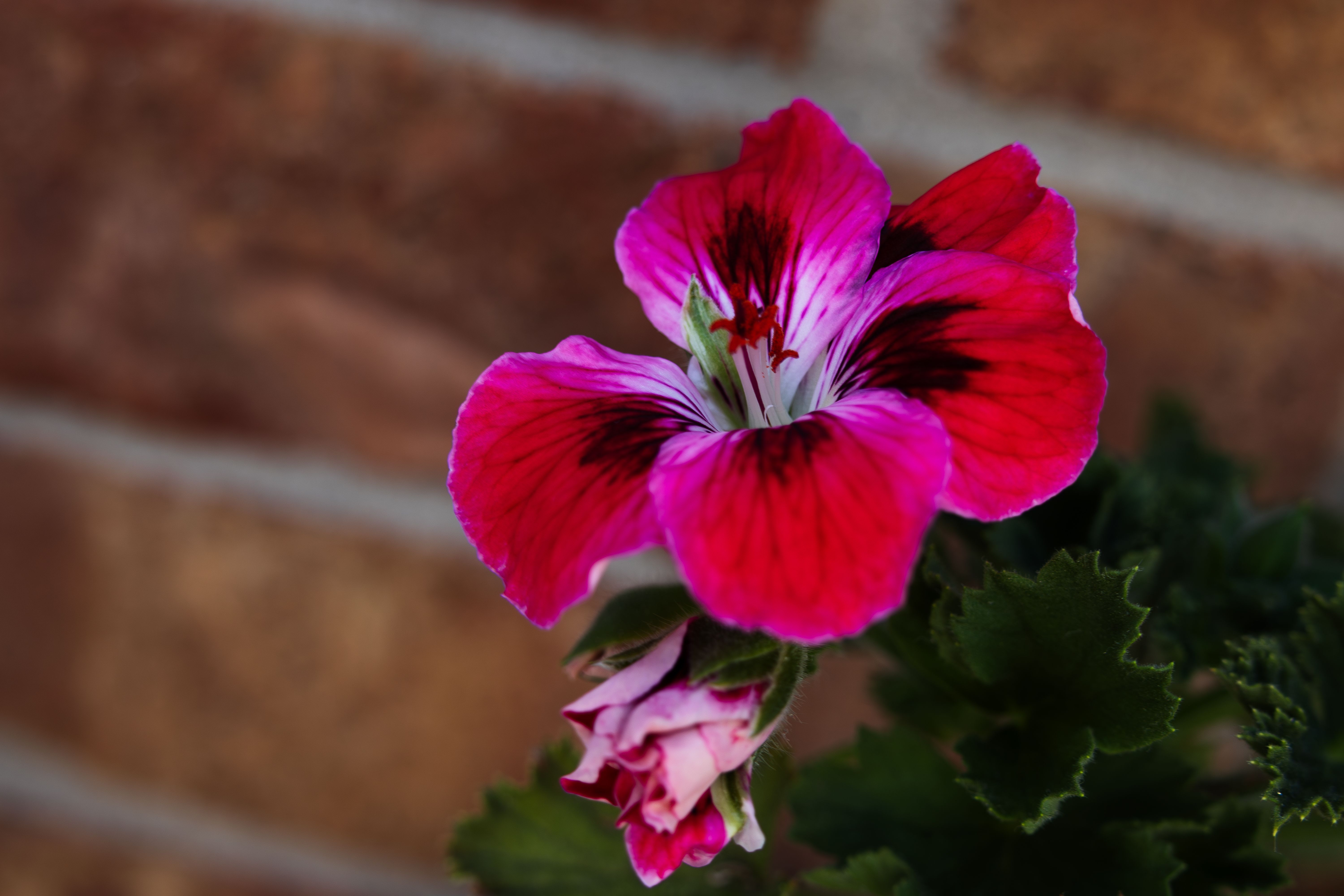 Vibrant Pink Geranium Blossom Against Brick Wall · Free Stock Photo