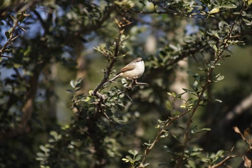 Free A small bird sits quietly on a branch amidst lush green foliage in Chhatarpur, India. Stock Photo