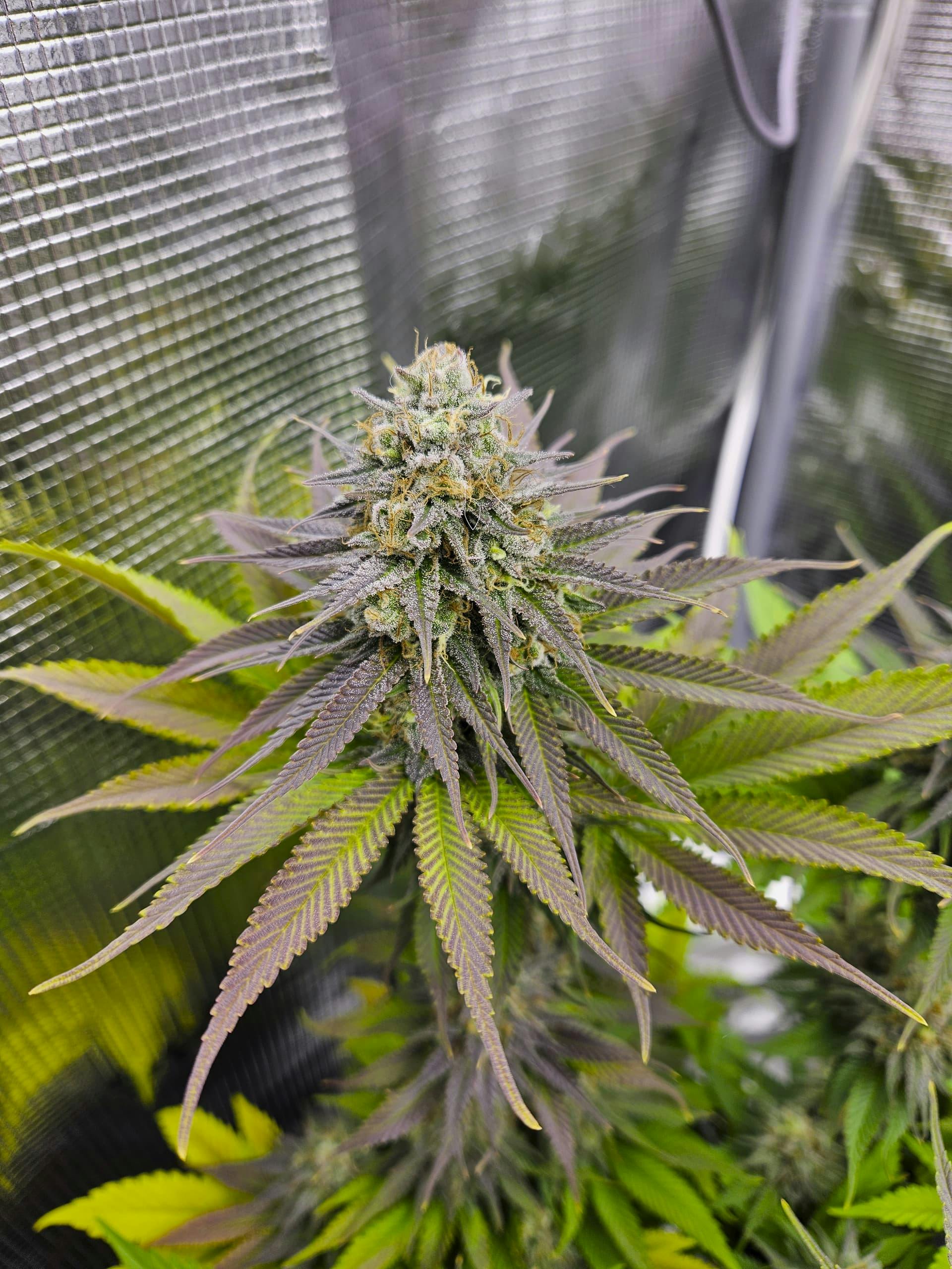 Detailed shot of a flowering cannabis plant, showcasing crystal-covered buds indoors under grow lights.