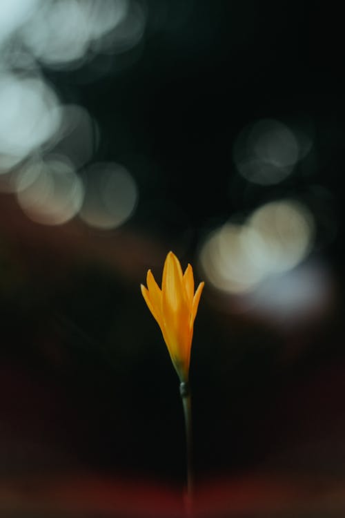 Желтый цветок на фотографии крупным планом