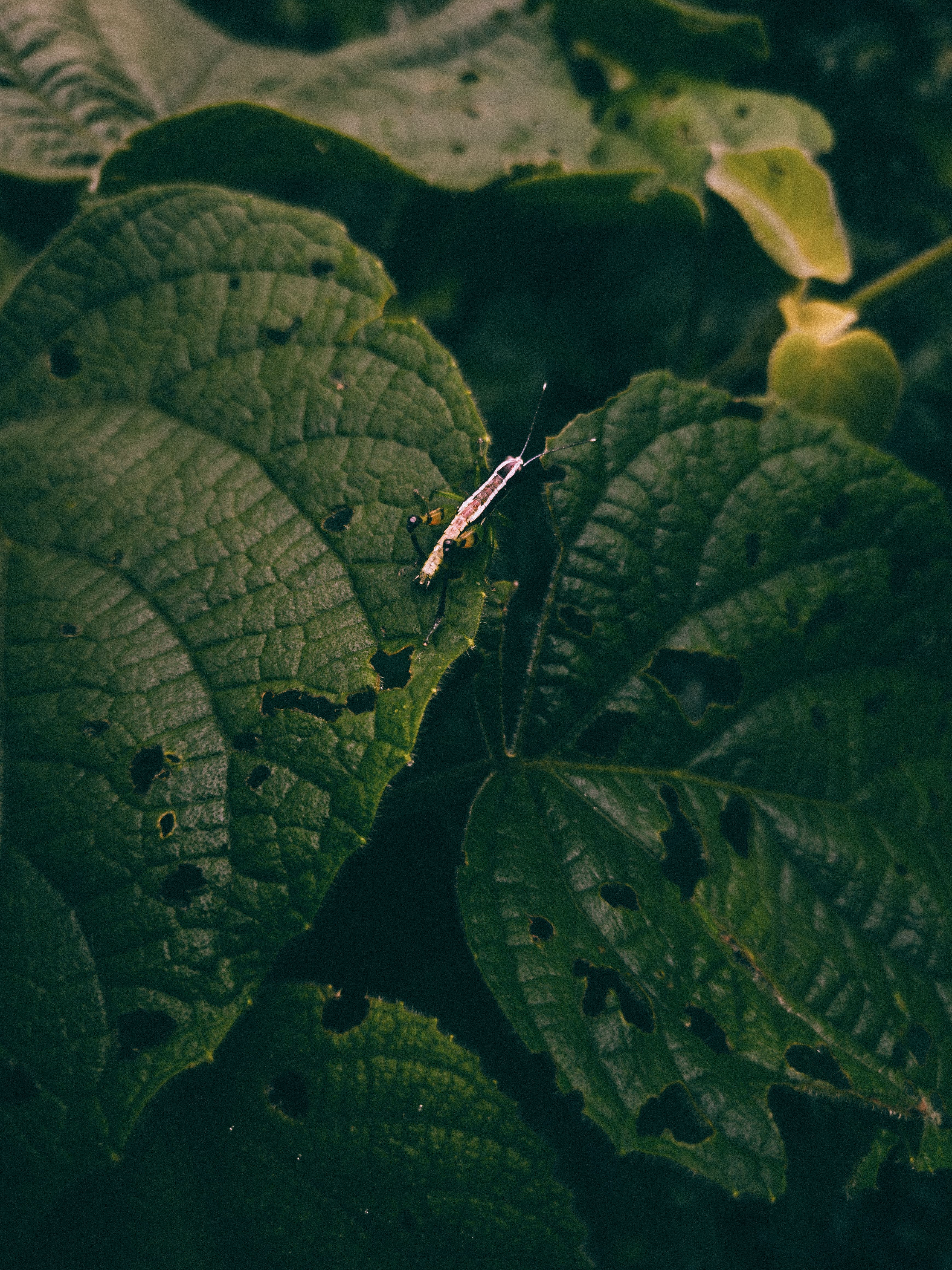 Macro Close-Up of Insect on Leaf in Indian Forest · Free Stock Photo