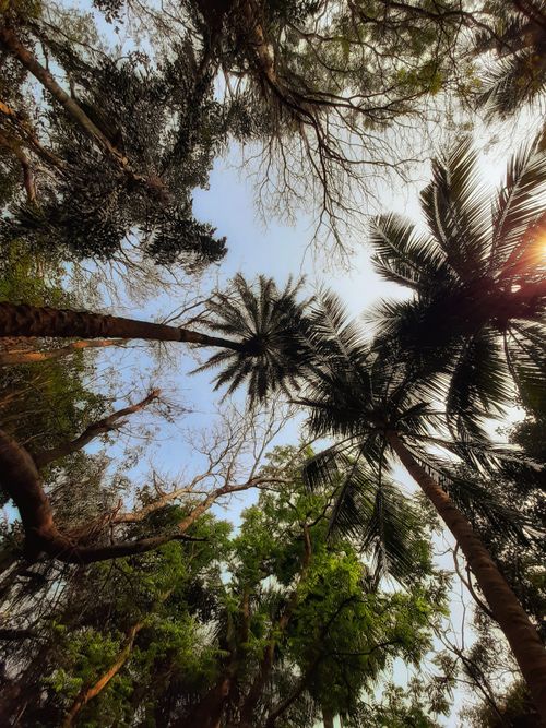 Free Looking up at a tranquil forest canopy featuring elegant palm trees and clear blue skies. Stock Photo