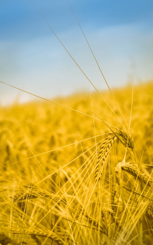 Free stock photo of agricultural, agriculture, farm field Stock Photo