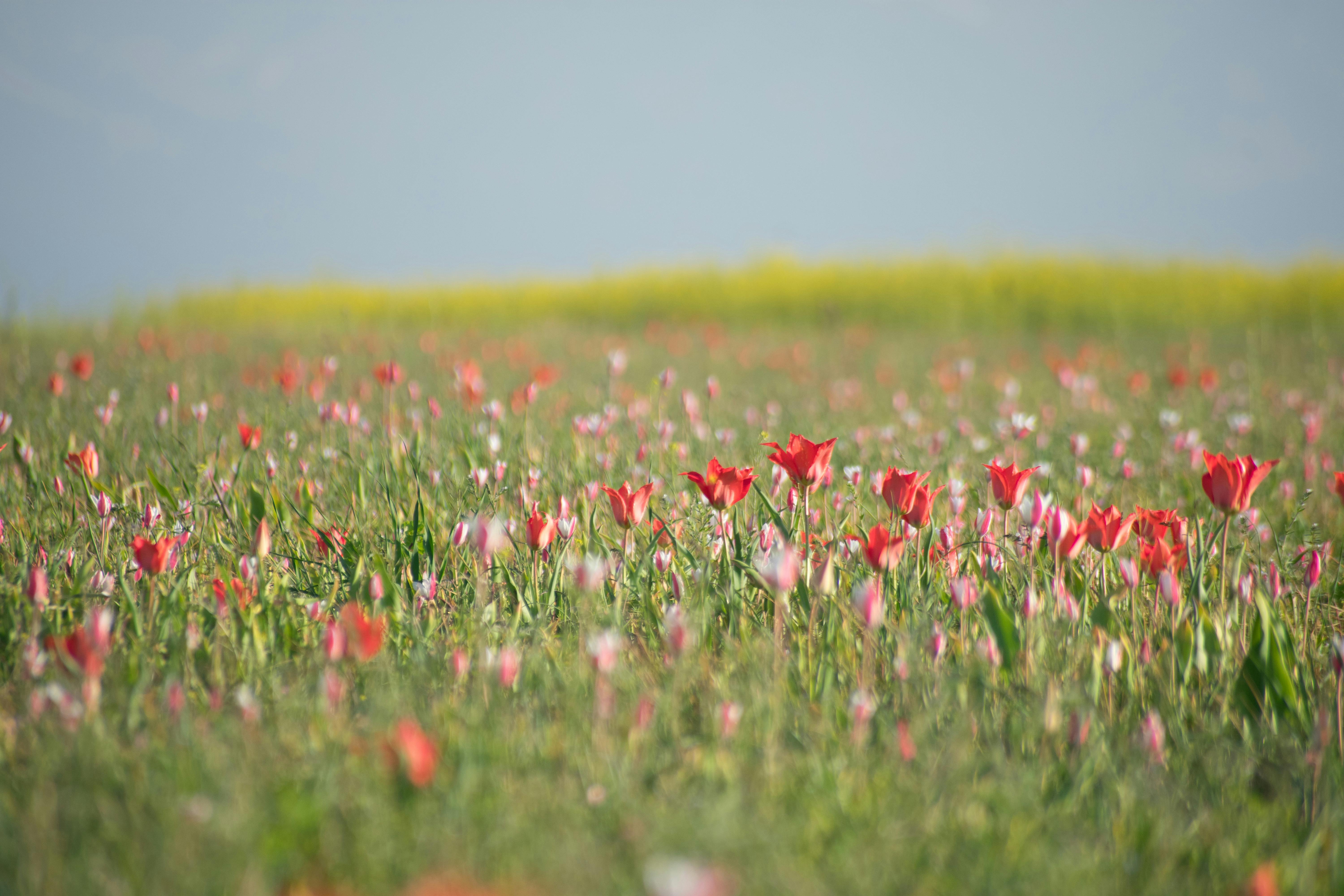 Wild Tulip Fields — Öland Sweden