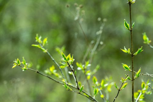 Free Vibrant green budding branches in spring sunlight, symbolizing growth and renewal. Stock Photo