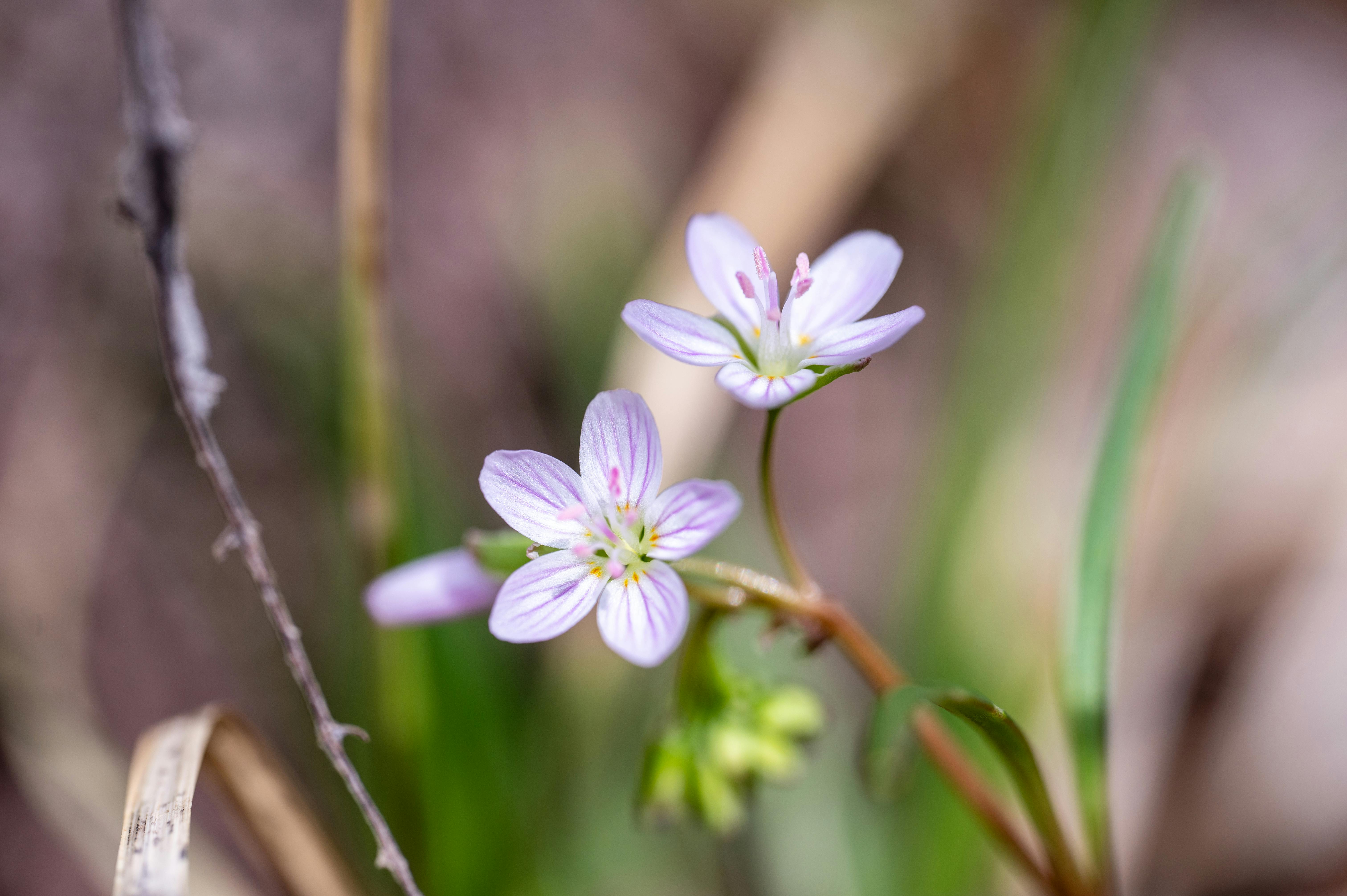 Gratis arkivbilde med 'små blomster', blomster, blomsterblad Arkivbilde