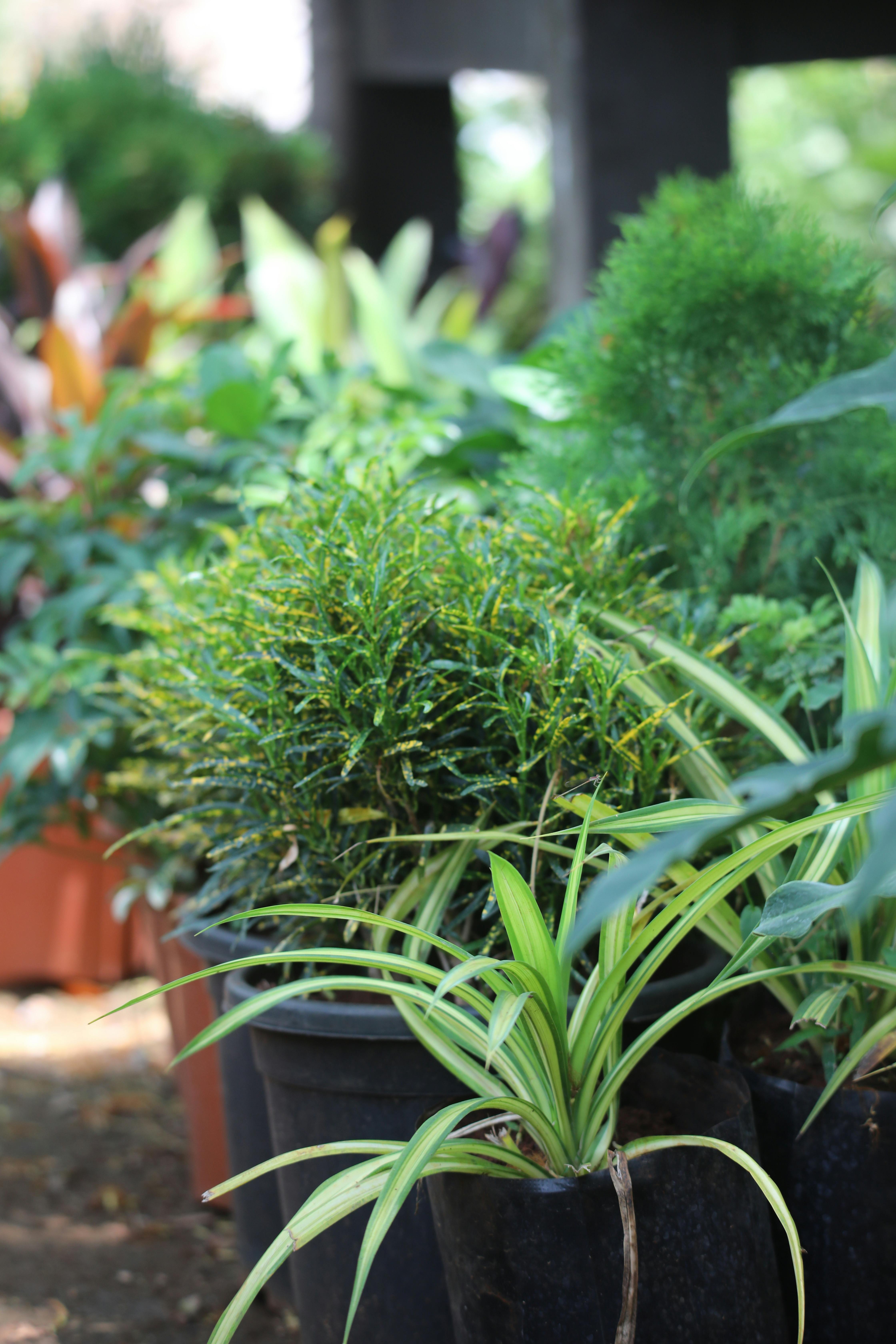 Vibrant potted plants with lush green foliage displayed outdoors in natural light.