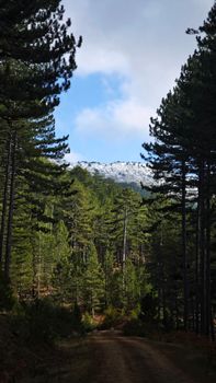 A tranquil forest path leading towards snow-capped mountains under a clear blue sky.