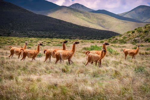 Ücretsiz Dağların Yakınında Yeşil çim Sahada Kahverengi Geyik Stok Fotoğraflar