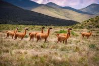 Herd of llamas in a tranquil grassland with scenic mountain backdrop.