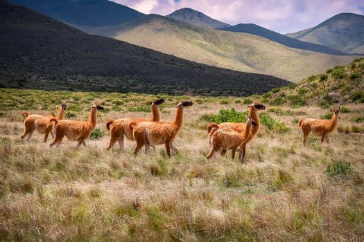 Herd of llamas in a tranquil grassland with scenic mountain backdrop.