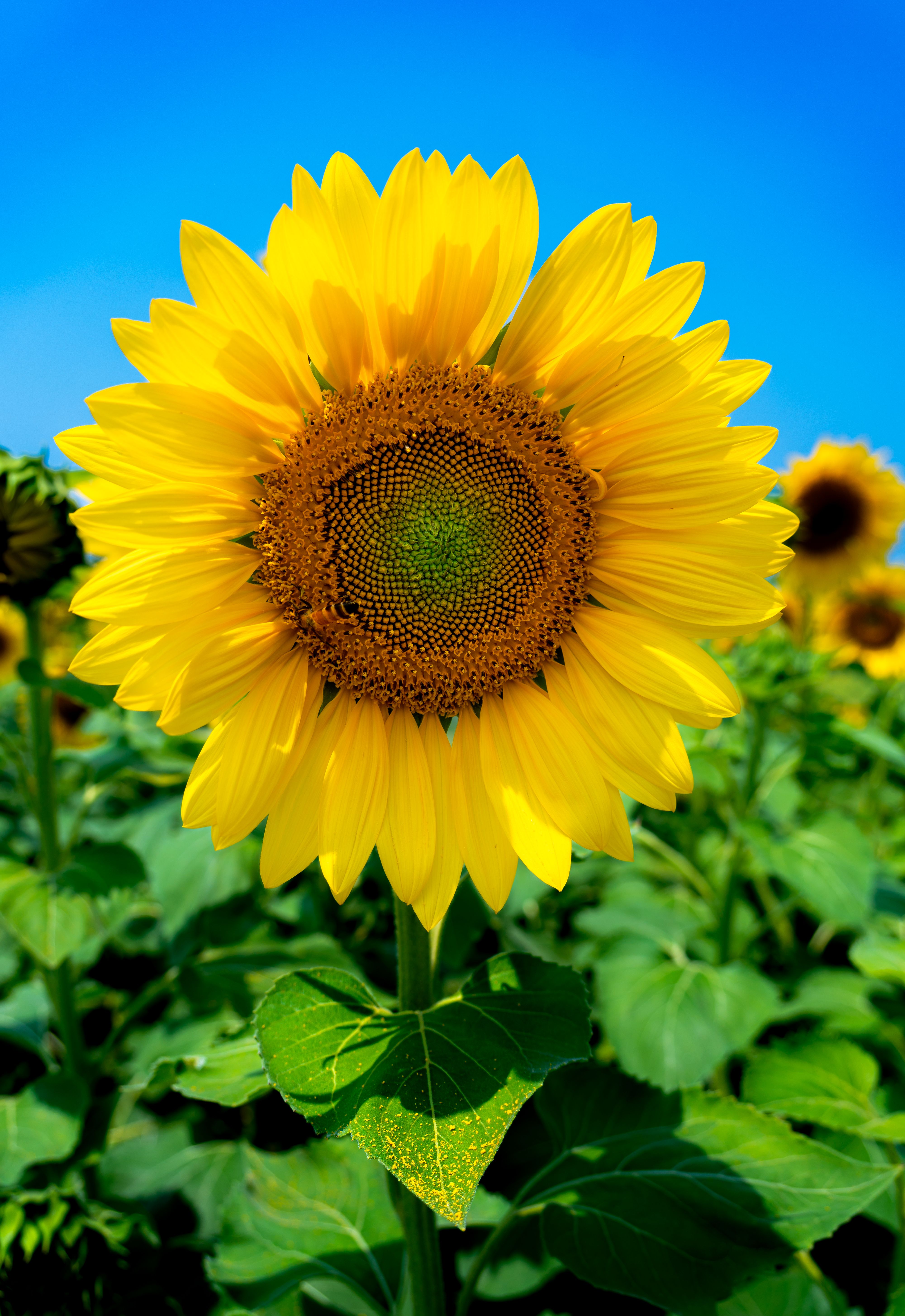 Vibrant Sunflower in Bloom Against Blue Sky · Free Stock Photo