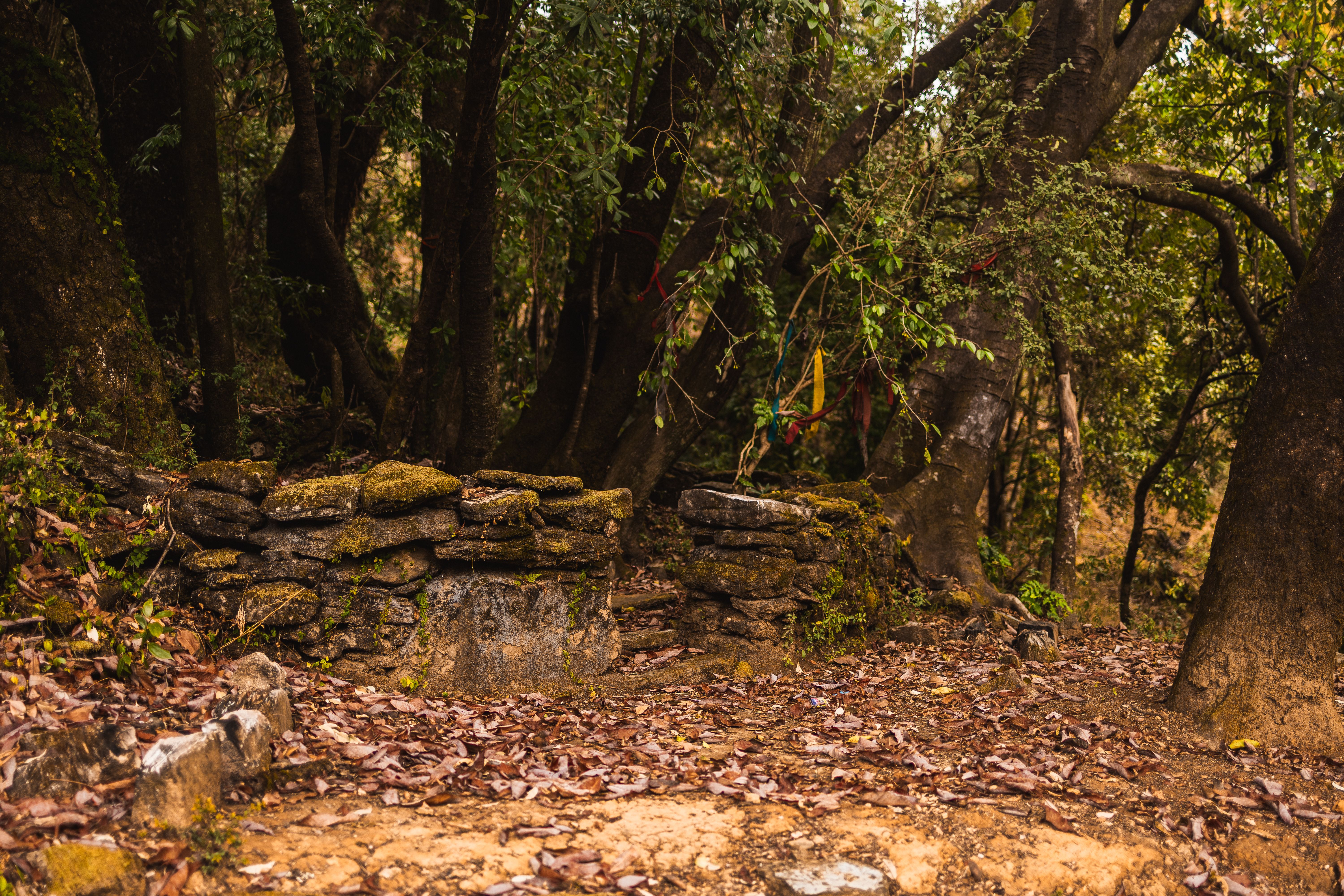 A quiet forest path through pine trees leading toward the Himalayan hills near Dunagiri
