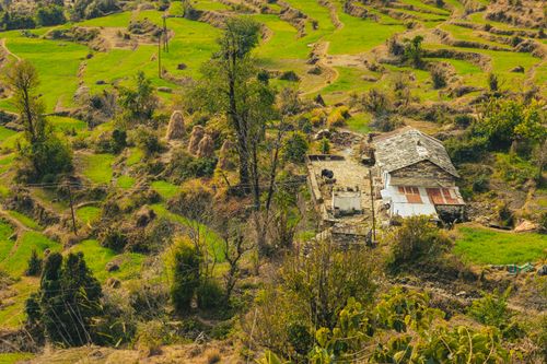 Free Rustic mountain home surrounded by lush terraced fields in spring, Uttarakhand. Stock Photo