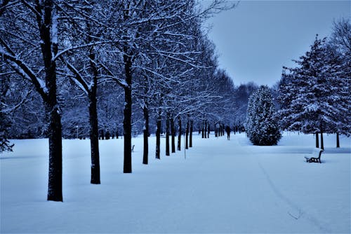 Free stock photo of bench, cold, day