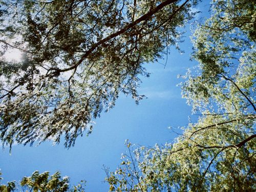 Free Looking up through a sunlit tree canopy at a bright blue sky, capturing nature's beauty. Stock Photo