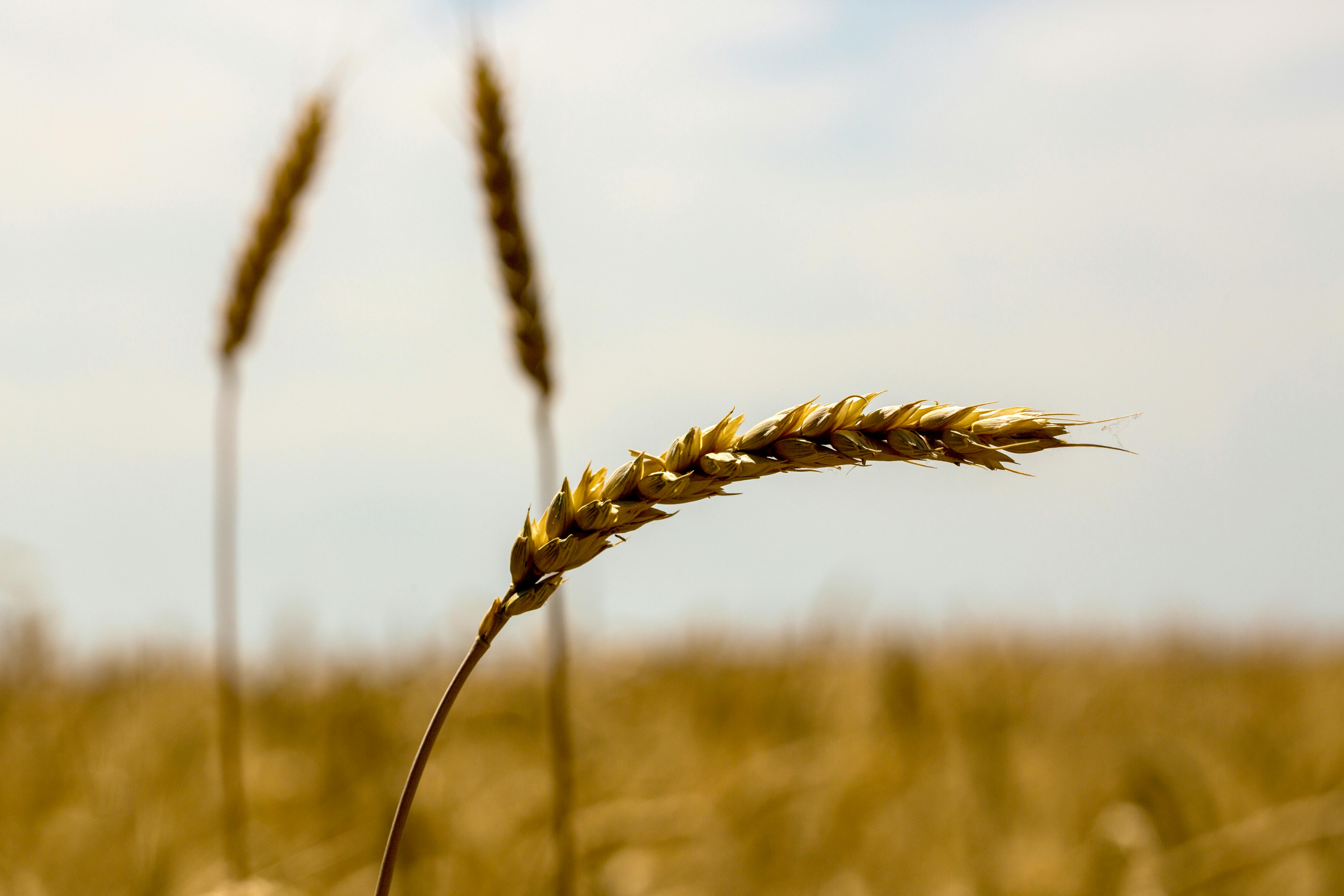 Cereal giant General Mills joins other companies in move to remove food dyes — Photo by Valentin Ivantsov on Pexels