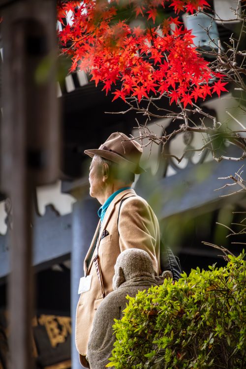 Free A senior adult stands beneath red maple leaves in Kamakura, Japan, capturing a serene autumn scene. Stock Photo