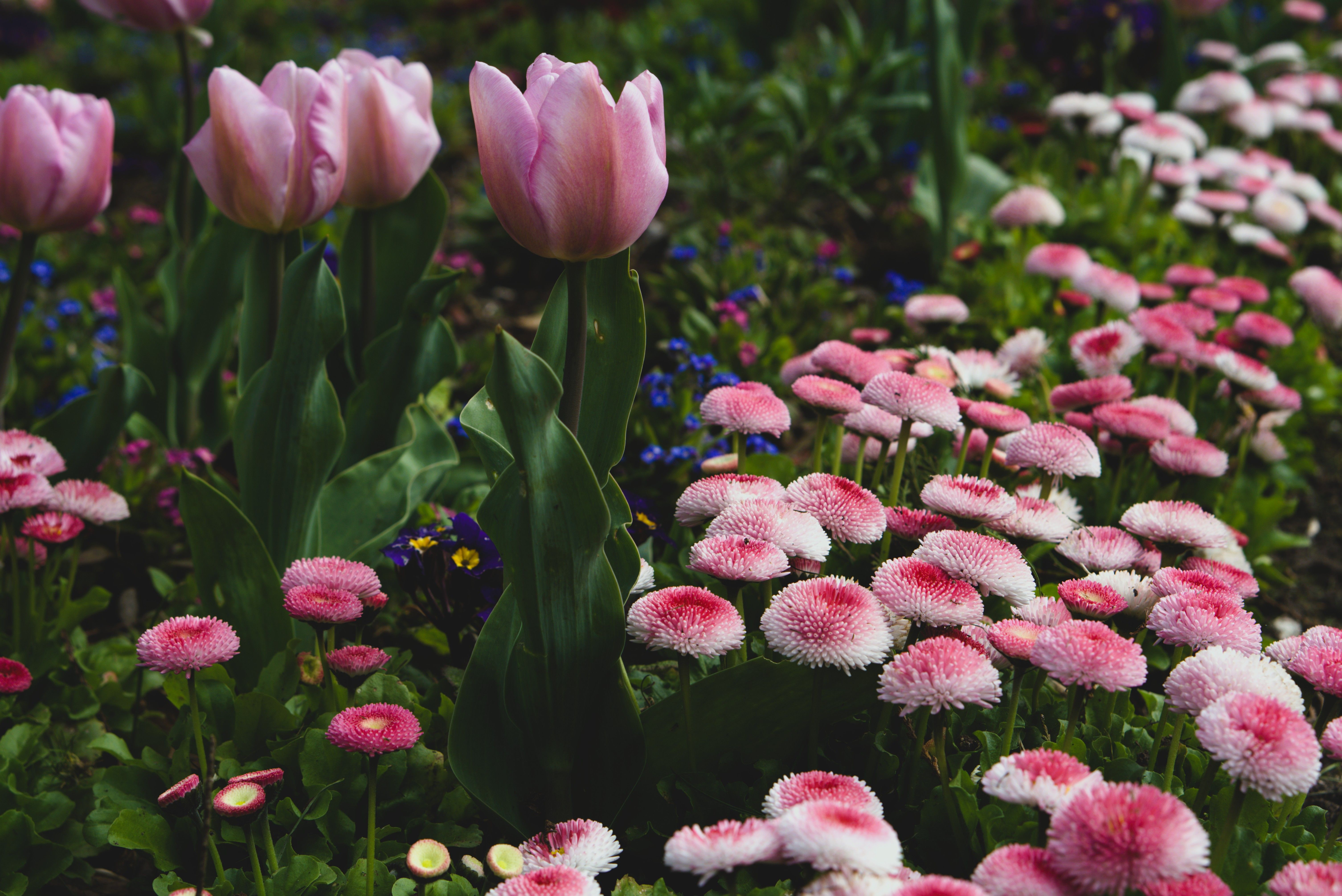 Vibrant pink tulips and flowers blooming in a spring garden