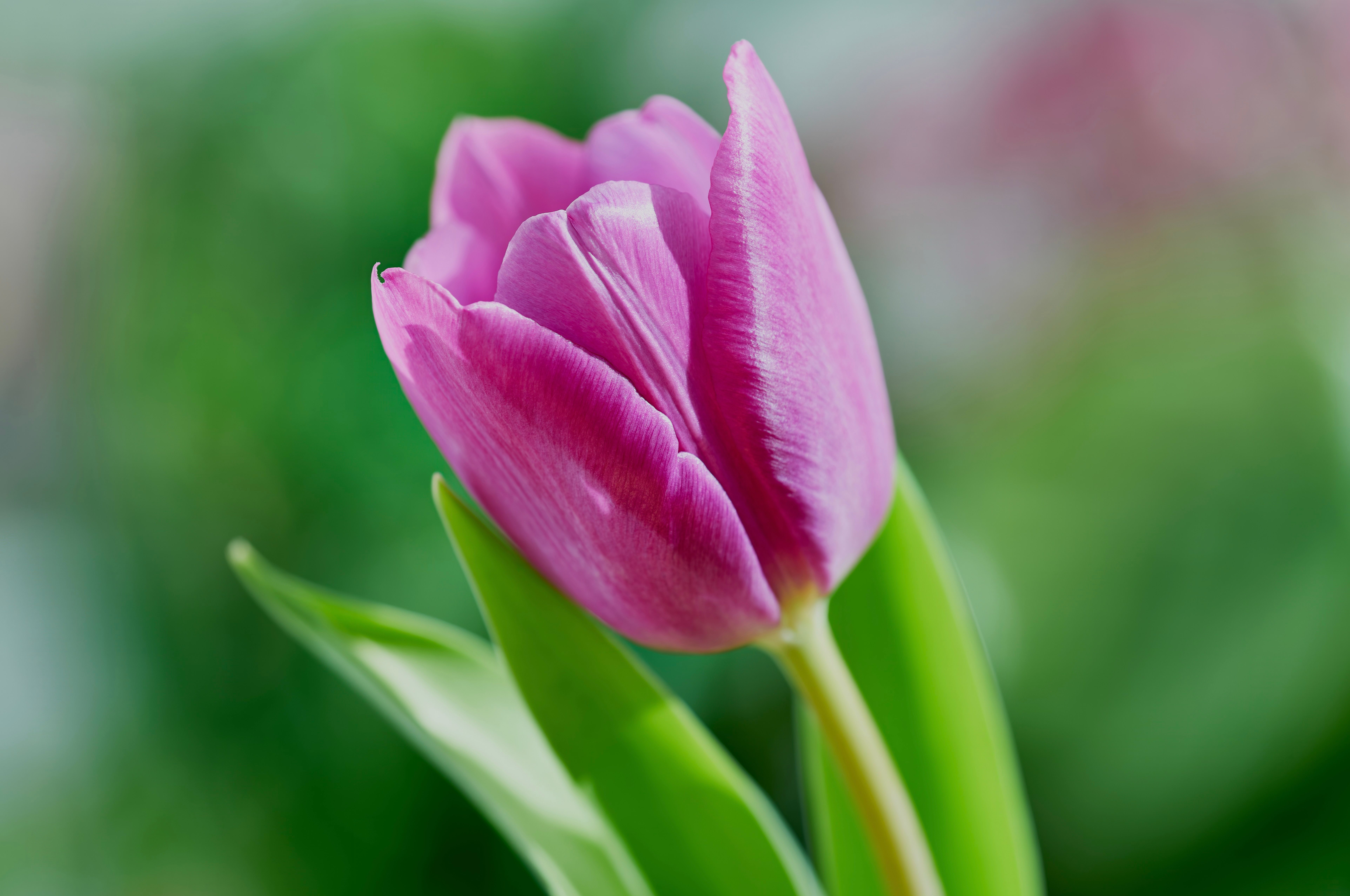 Vibrant Pink Tulip Blossom in Springtime · Free Stock Photo