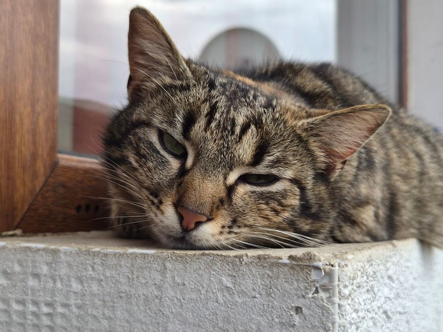 Żwirek z Dostawą 24h — Szybko i Wygodnie do Domu 2 orange tabby cat on brown cardboard box
