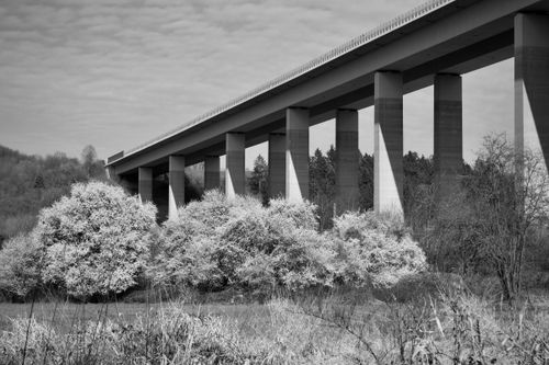 Free A black and white image of a bridge spanning over lush blooming trees. Stock Photo