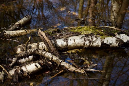 Free Tranquil forest scene with fallen birch trees in a reflective creek during autumn. Stock Photo
