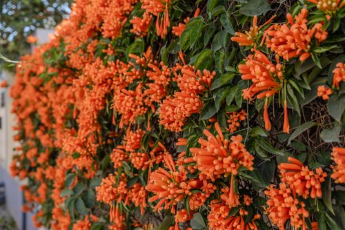 Free A close-up view of vibrant orange trumpet vines blooming on a sunny day, creating a colorful natural wall. Stock Photo