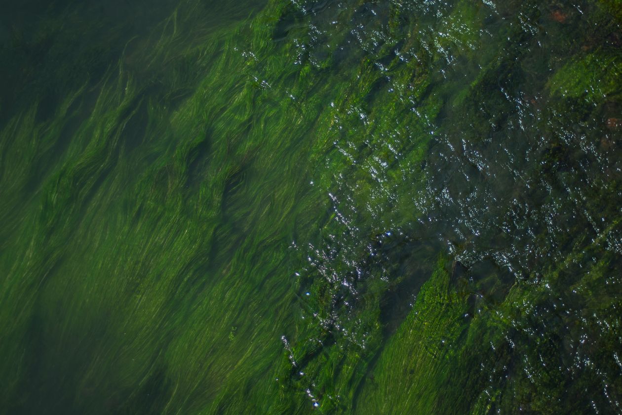 Close-up of green algae texture in water, showing the dense suspended growth that forms once light reaches a hydroponic reservoir
