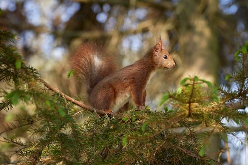 Free Curious Eurasian red squirrel perched on a tree branch in a lush forest setting. Stock Photo