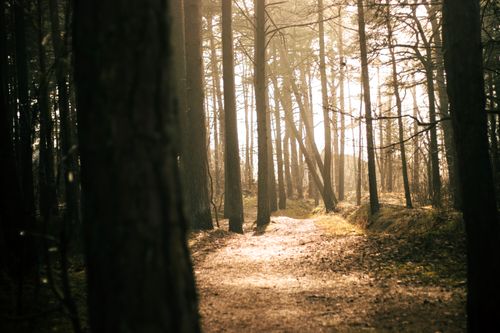 Free A serene forest scene with sunlight streaming through tall trees, creating a peaceful atmosphere. Stock Photo