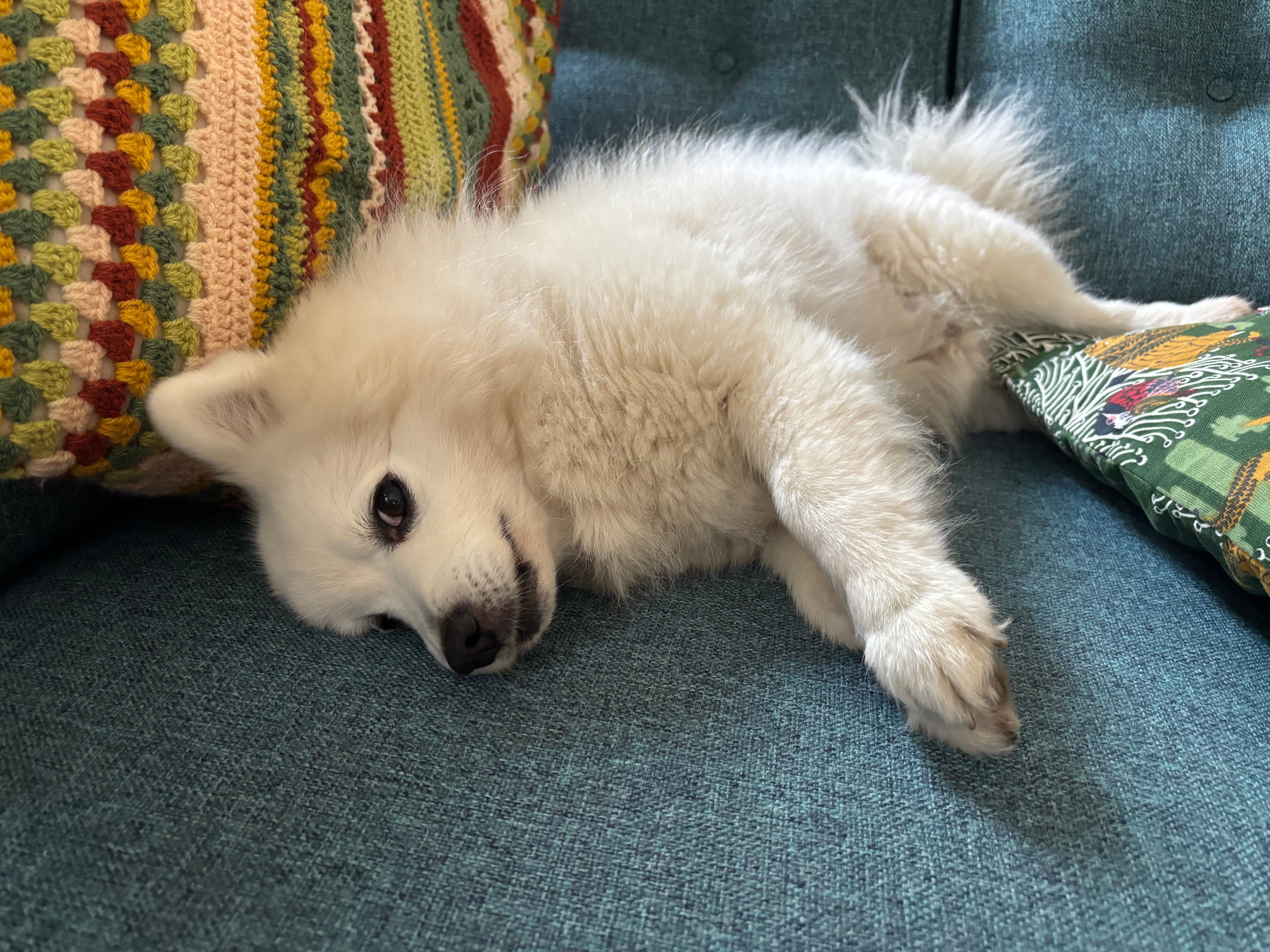 Cute Japanese Spitz lying comfortably on a couch with colorful pillows, exuding relaxation and warmth