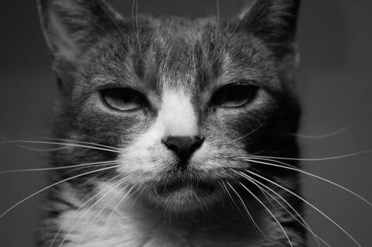 Detailed black and white portrait of a domestic cat with a focus on its facial features.