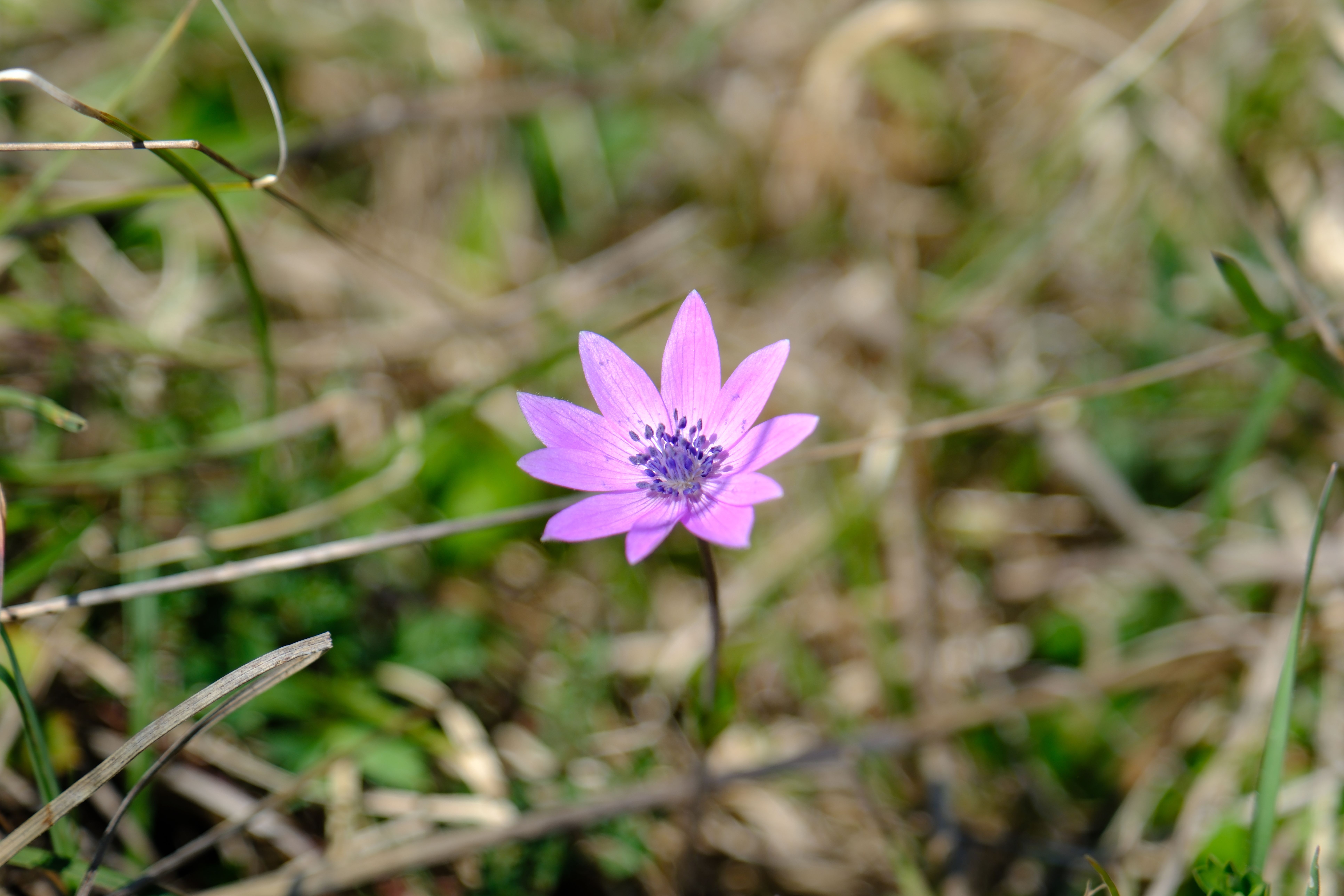 Spring in Albania: The Ultimate Wildflower Guide
