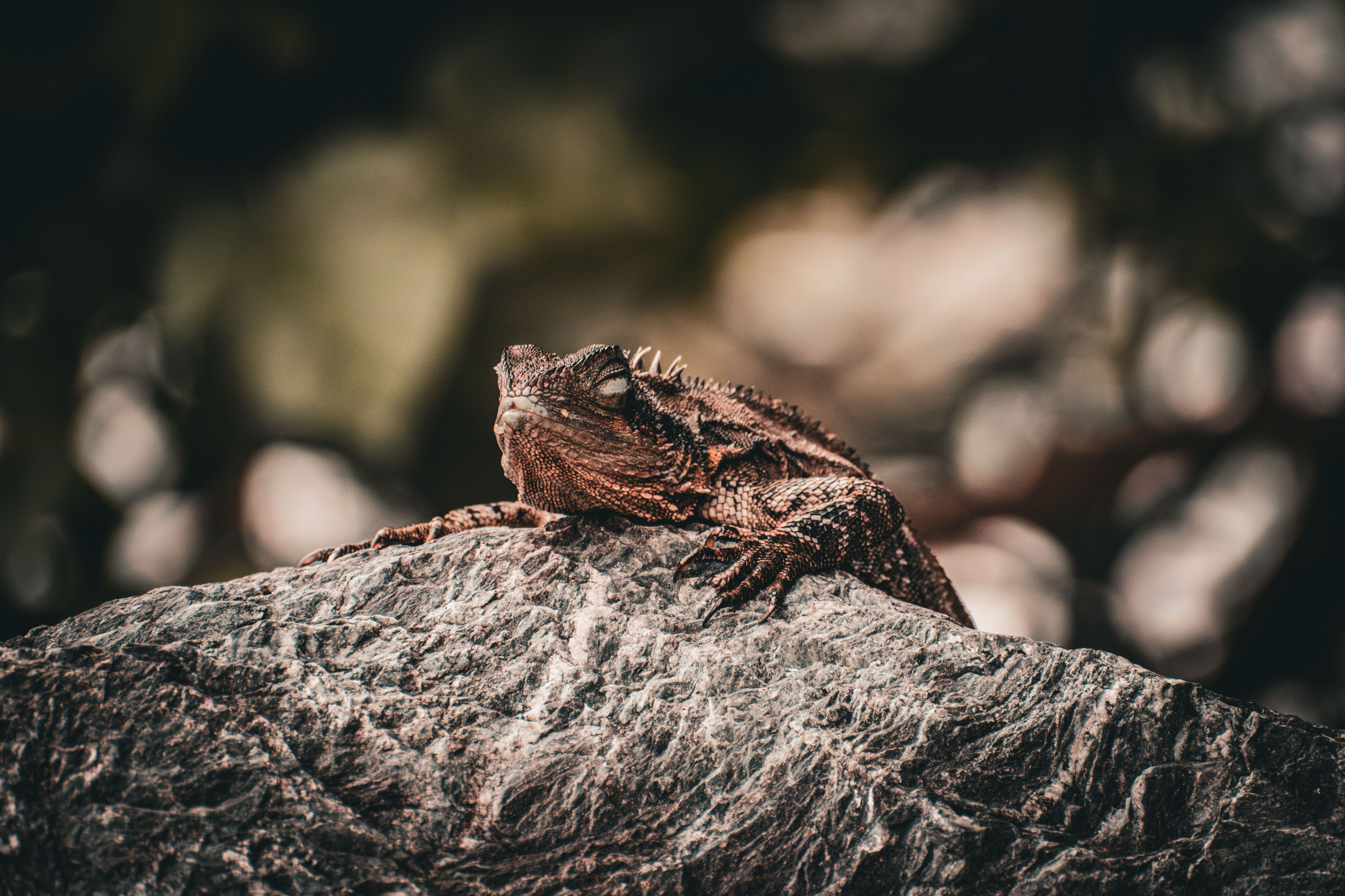 Foto: Tane Winiana / Pexels