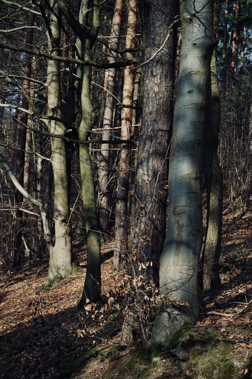 Serene Forest Scene with Sunlit Trees · Free Stock Photo