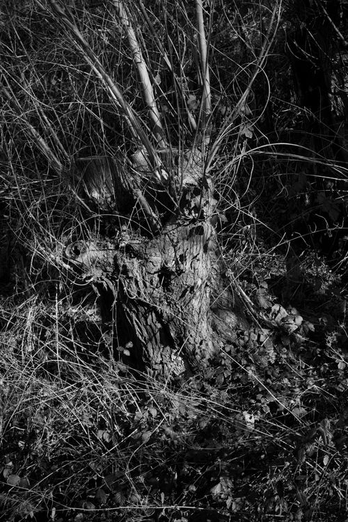 Free Monochrome image of an intriguing tree stump surrounded by wild foliage in a dense forest setting. Stock Photo