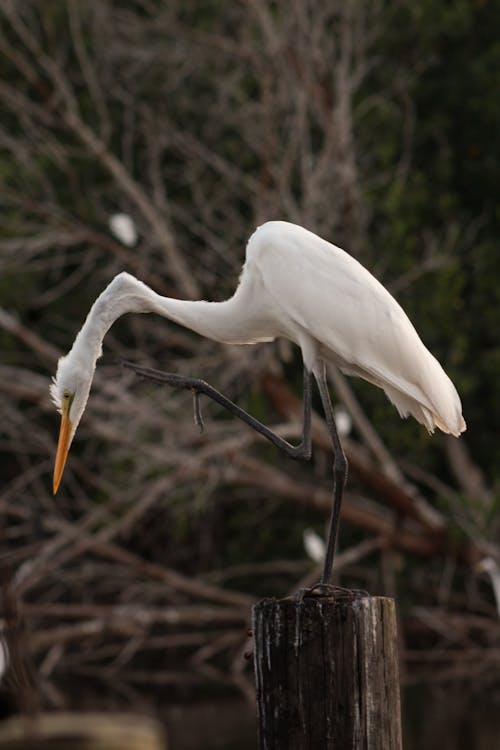 Witte Vogel Op Bruine Houten Stok