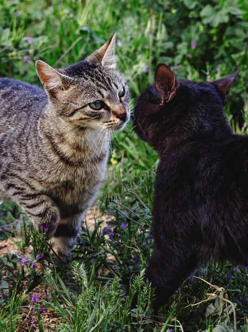 Free Two cats, one striped and one black, face each other in a lush green meadow. Stock Photo