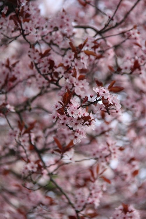 Free Beautiful cherry blossoms in full bloom, The Hague, Netherlands Stock Photo