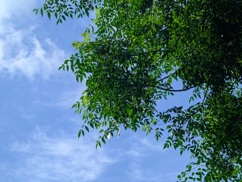 Free Vibrant green tree branches frame a bright blue sky, capturing a serene outdoor scene. Stock Photo