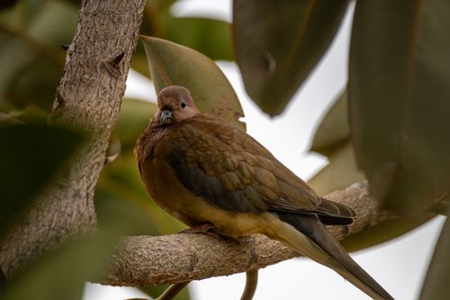 Free A brown dove resting on a tree branch surrounded by foliage, captured outdoors. Stock Photo