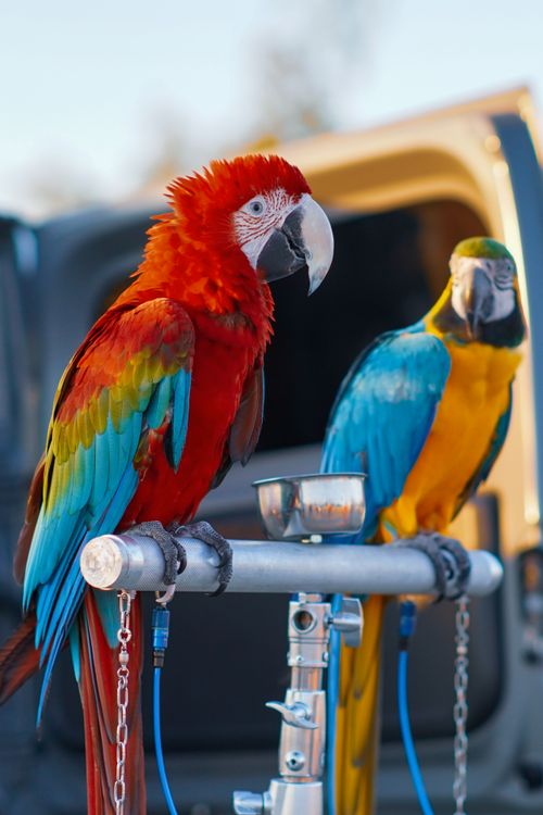 Free Vibrant red and blue macaws perched on a metal stand outdoors. Perfect for nature and animal themes. Stock Photo