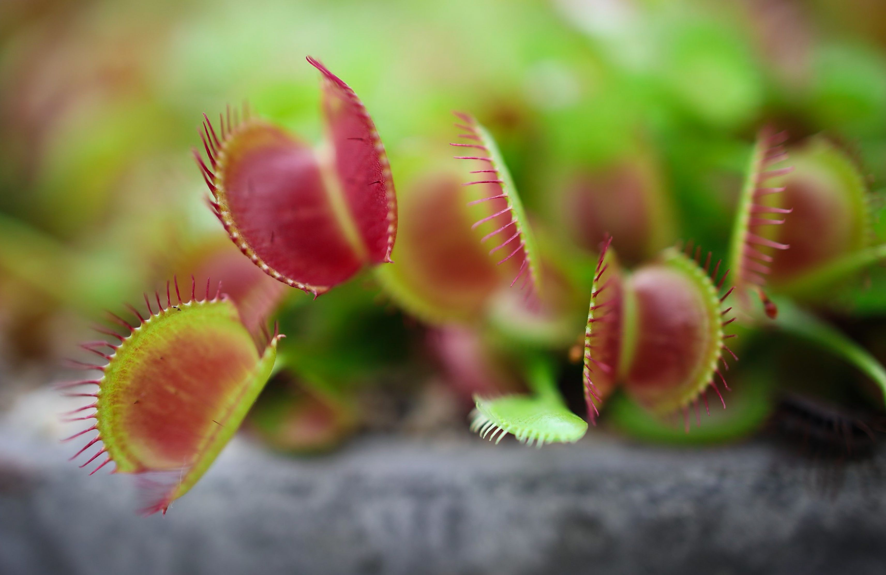 Venus flytrap plant
