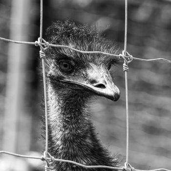 Emu Pie