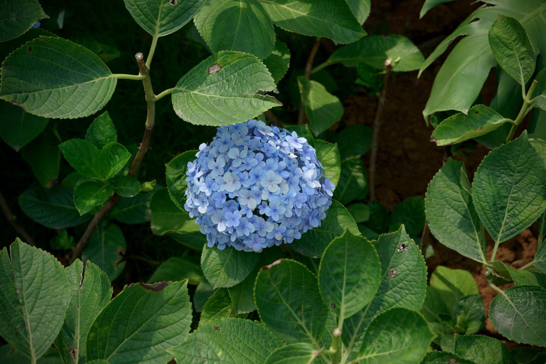Inspecting hydrangea leaves and flowers Hydrangea leaves and flowers close up