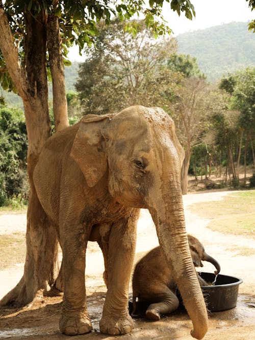 Foto Brown Elephant An Einem Sonnigen Tag