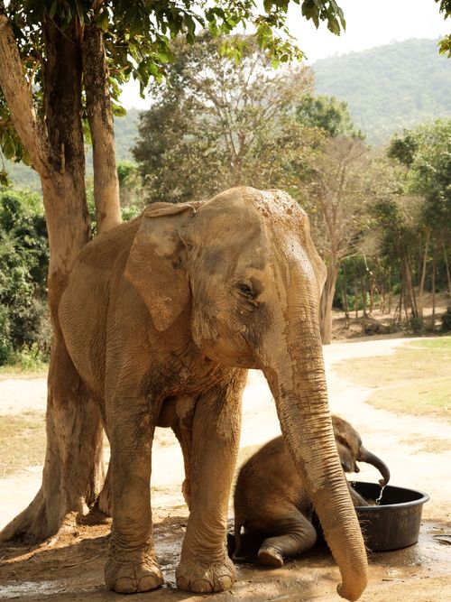 Free Asian elephants, mother and baby, near a water bucket in a Thai wildlife park. Stock Photo