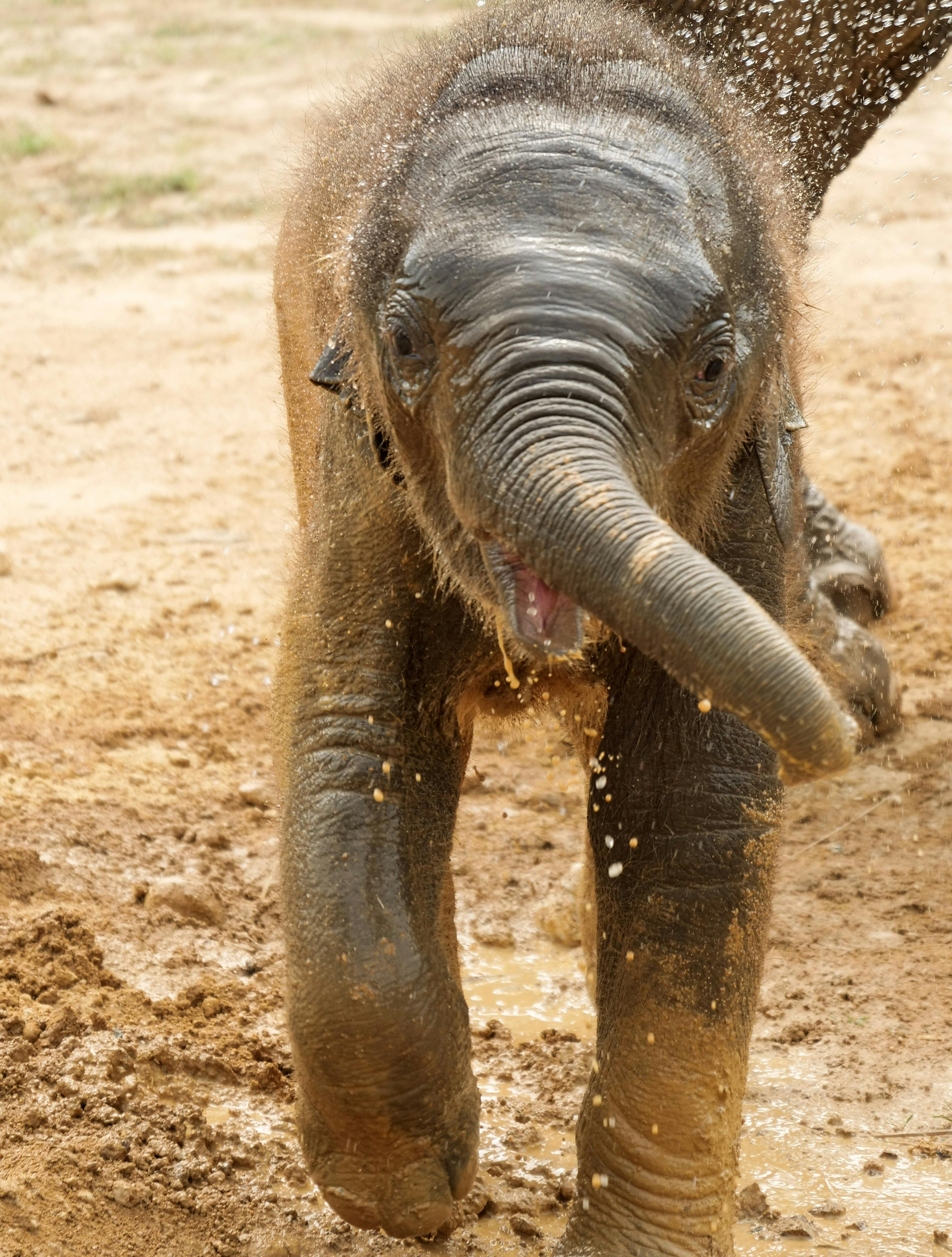 Foto de stock gratuita sobre bebé elefante, elefante, elefante asiático